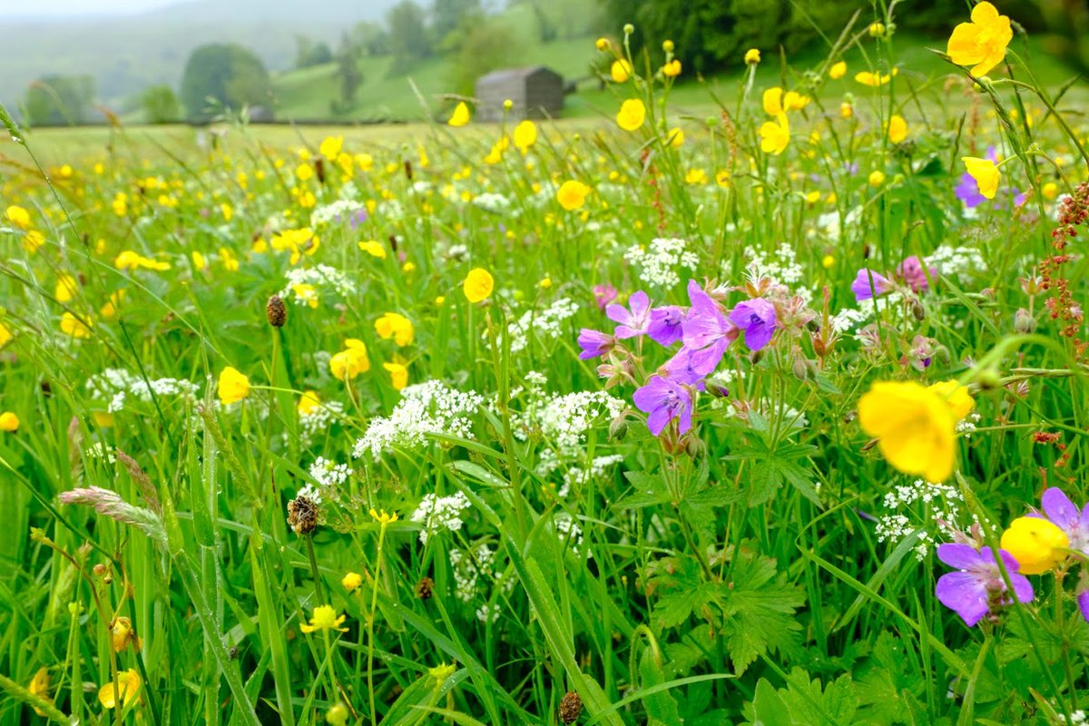 .@DrTrevorDines webinar on #meadows creation will commence shortly. Plantlife will be tweeting along under the hashtag #MeadowMakers & #SpringIntoAction 
For those not able to join live there will be a recording made available in coming days