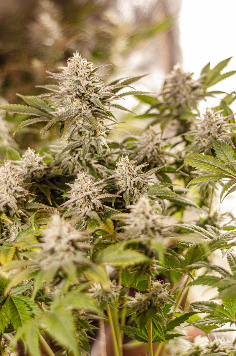 Buenos_Humos's tweet photo. Unos 54 días de floración, ya faltando 1 o 2 semanas para corte. #autocultivo #Grapegum #GorillaGlue #ZombieKush https://t.co/52uk0DOUzQ