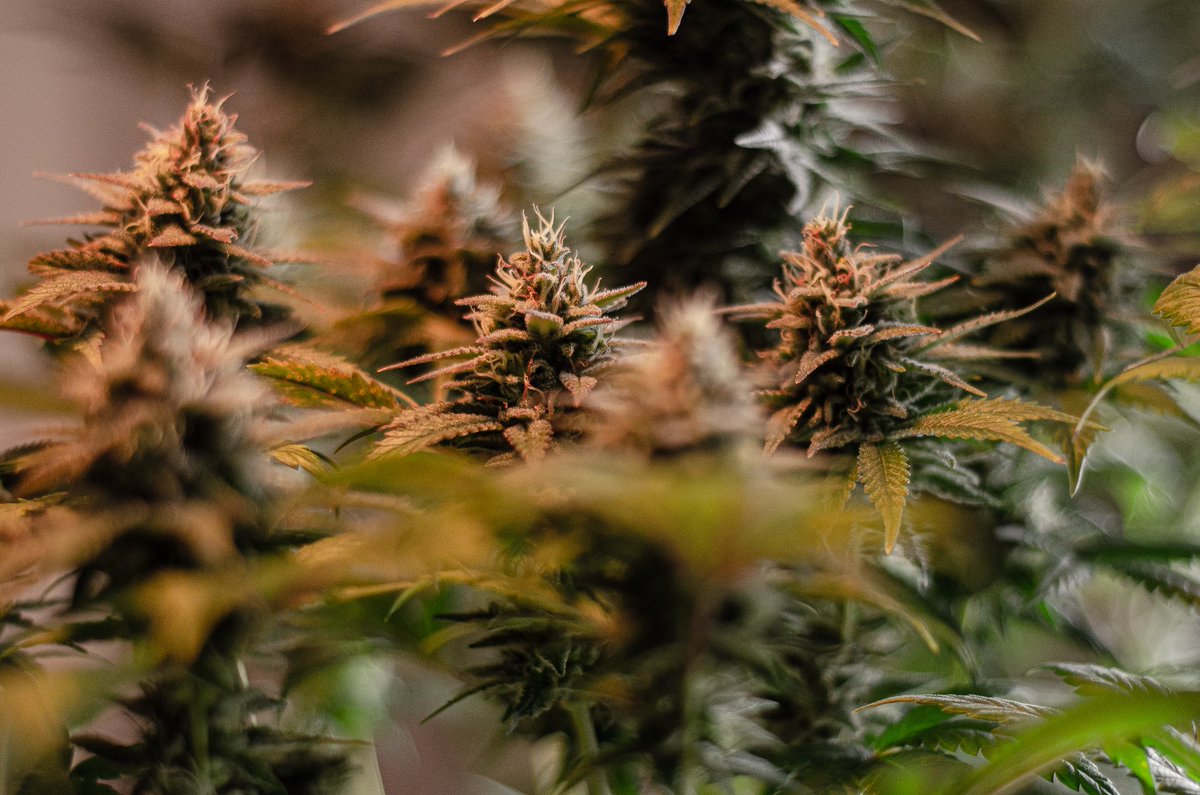 Buenos_Humos's tweet photo. Unos 54 días de floración, ya faltando 1 o 2 semanas para corte. #autocultivo #Grapegum #GorillaGlue #ZombieKush https://t.co/52uk0DOUzQ