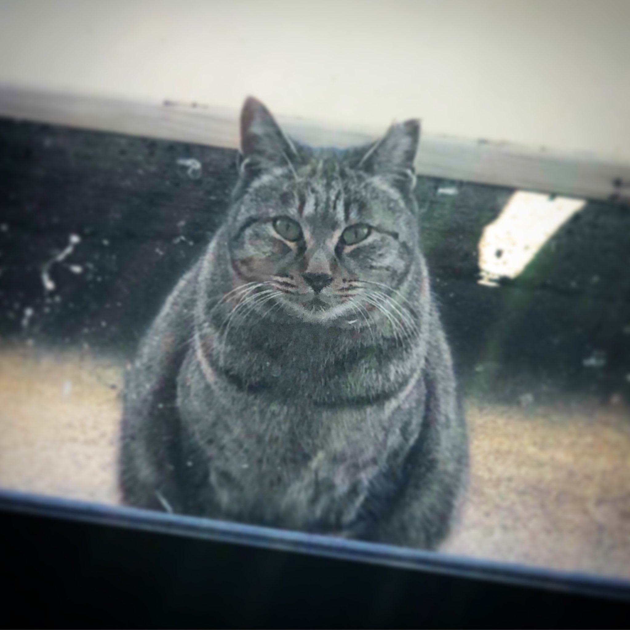 ひだまりぼっこ 猫の相談室 猫の発情期になりました あちこちで猫の盛りの鳴き声が聞こえるようになりました ご存知でしょうか 猫の妊娠期間は 約2ヶ月 猫は 交尾行動による排卵があるために 妊娠率はほぼ100 猫を増やさないためには