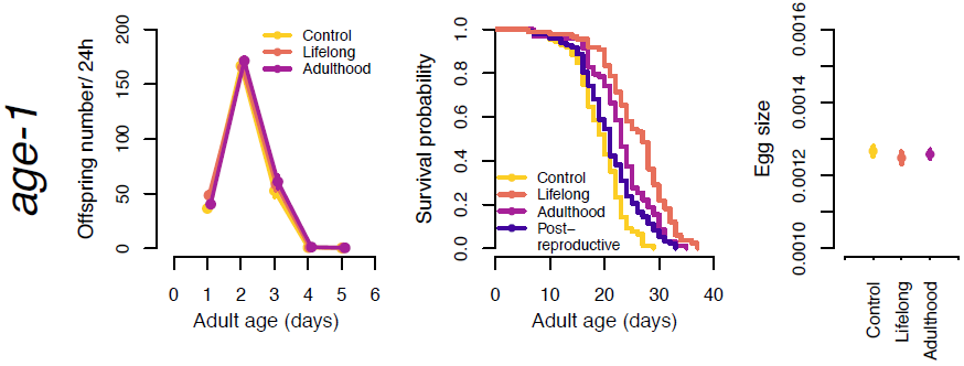 AlexeiMaklakov's tweet photo. New paper with @martin_i_lind Hanne Carlsson @E_Duxbury @EdIvimeyCook  - Cost-free lifespan extension via optimization of gene expression in adulthood aligns with the developmental theory of ageing - https://t.co/fcUGY4oIey 1/7 https://t.co/M5HSP7t6jd