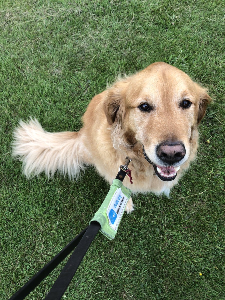 Trev1711's tweet photo. @matt_warmington @GuideDogAva I know a brilliant Guide Dog who can catch his own tail! https://t.co/xCZ2lgSyo2
