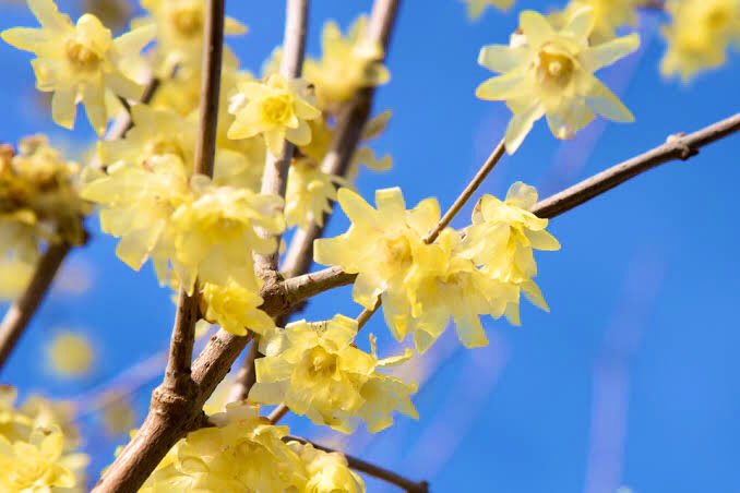 วินเทอร์สวีท (น.)
เป็นดอกไม้ที่บอกว่าคุณเป็นคนที่รักในตัวเอง ภูมิใจในตัวเอง เชื่อเสมอว่าคุณทำได้ , เหมือนคำพูดที่ว่า “รักตัวเอง คือความรักที่ดีที่สุด” จะรักใครได้อย่างดี คุณต้องรักตัวเองได้อย่างดีด้วยนะ 💛