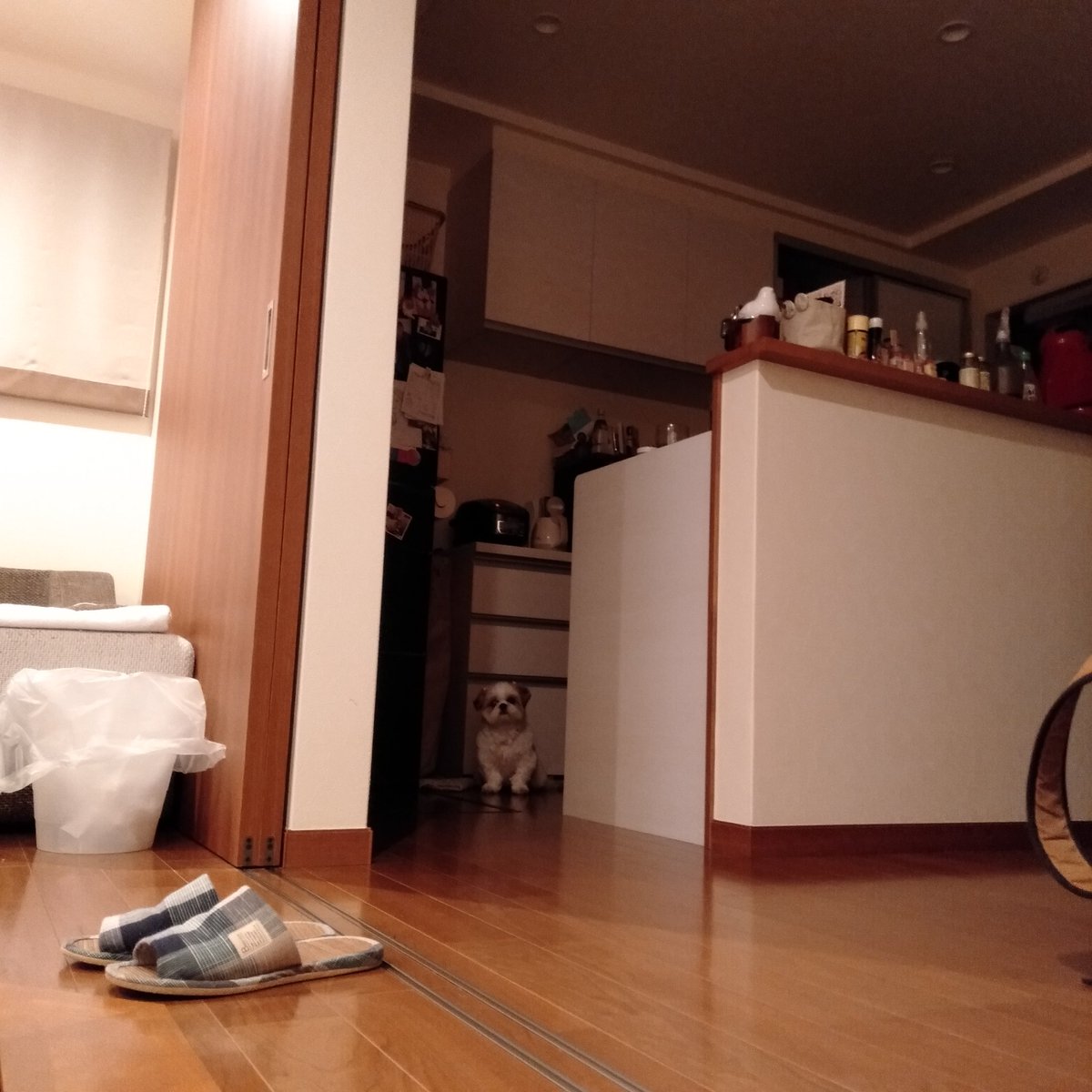 Mogu_20160113's tweet photo. ……
……？
…………!?
…………🐾‼️

#もぐ #シーズー #犬 #ふわふわ #ふわもこ #シーズーlove #シーズー大好き部 #ふわもこ部 #mogu #shihtzu #dog #fluffy #shihtzulovers #見ている #seeingyou https://t.co/0307AnPziM