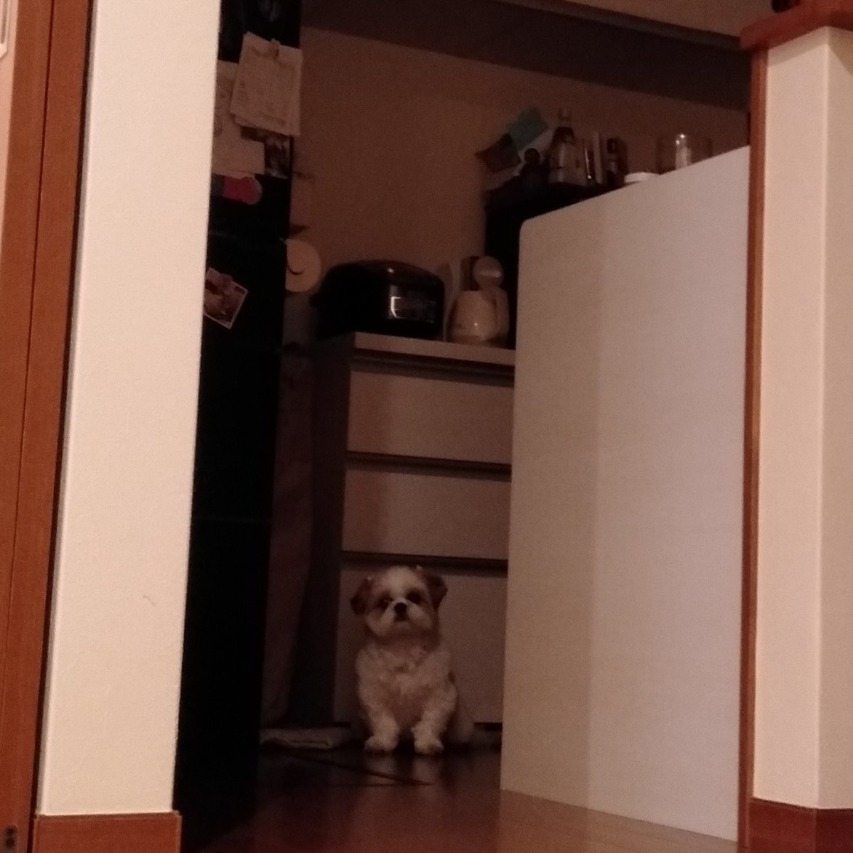 Mogu_20160113's tweet photo. ……
……？
…………!?
…………🐾‼️

#もぐ #シーズー #犬 #ふわふわ #ふわもこ #シーズーlove #シーズー大好き部 #ふわもこ部 #mogu #shihtzu #dog #fluffy #shihtzulovers #見ている #seeingyou https://t.co/0307AnPziM