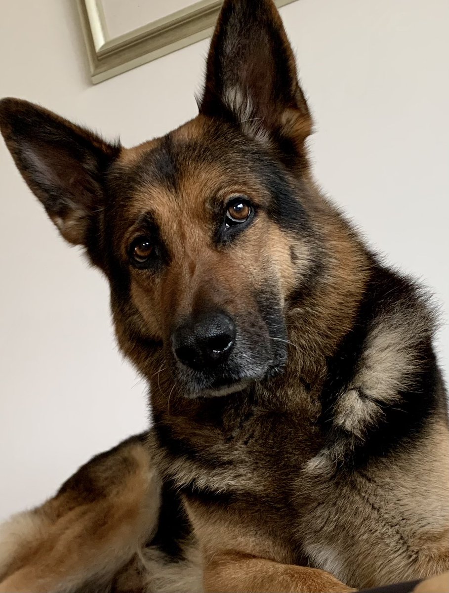 An update for Big T fans : 
He’s doing great ,&amp; full of life 
Possibly on antibiotics indefinitely  with best case scenario that in a few months he may come off them, plus another med for his gall bladder inflammation. As always a big shout out to <a href="/999WAGS/">WAGs Retired Police Dogs</a> for always being there