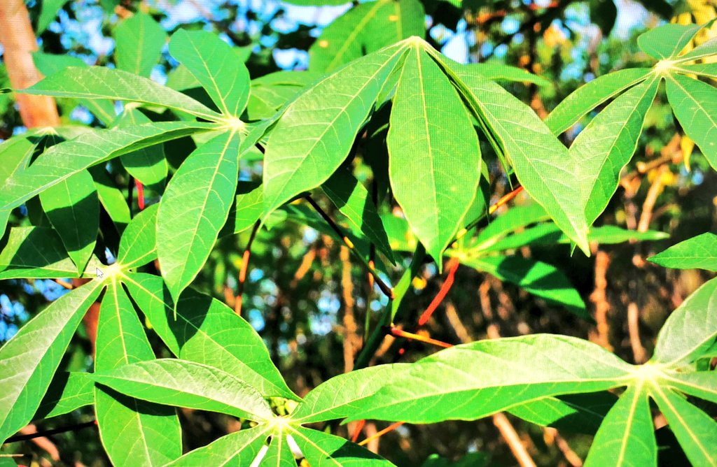 🌿🇹🇿 Cassava Business Tz 🇹🇿🌱

Did you know that there are now 486 #cassava seed entrepreneurs (CSEs) in  #Tanzania. In 2020 they sold nearly 12 millions stems &amp; made higher profits than ever. In the new group of 120 CSEs, 55% are women. Changing cassava in Tz forever <a href="/IITA_CGIAR/">IITA</a>
