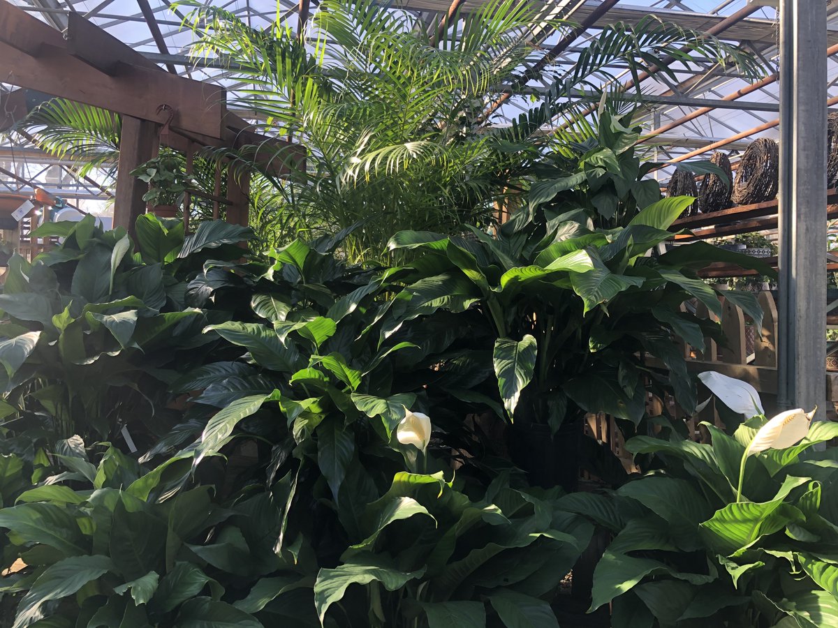 Gilbertiesherbs's tweet photo. When we are covered in a beautiful blanket of white, a touch of green helps us to dream about warmer days ahead.

☀️🌻🌿🐝💛

#greatindoors #bringtheoutsideinside https://t.co/Wffin9Pb02
