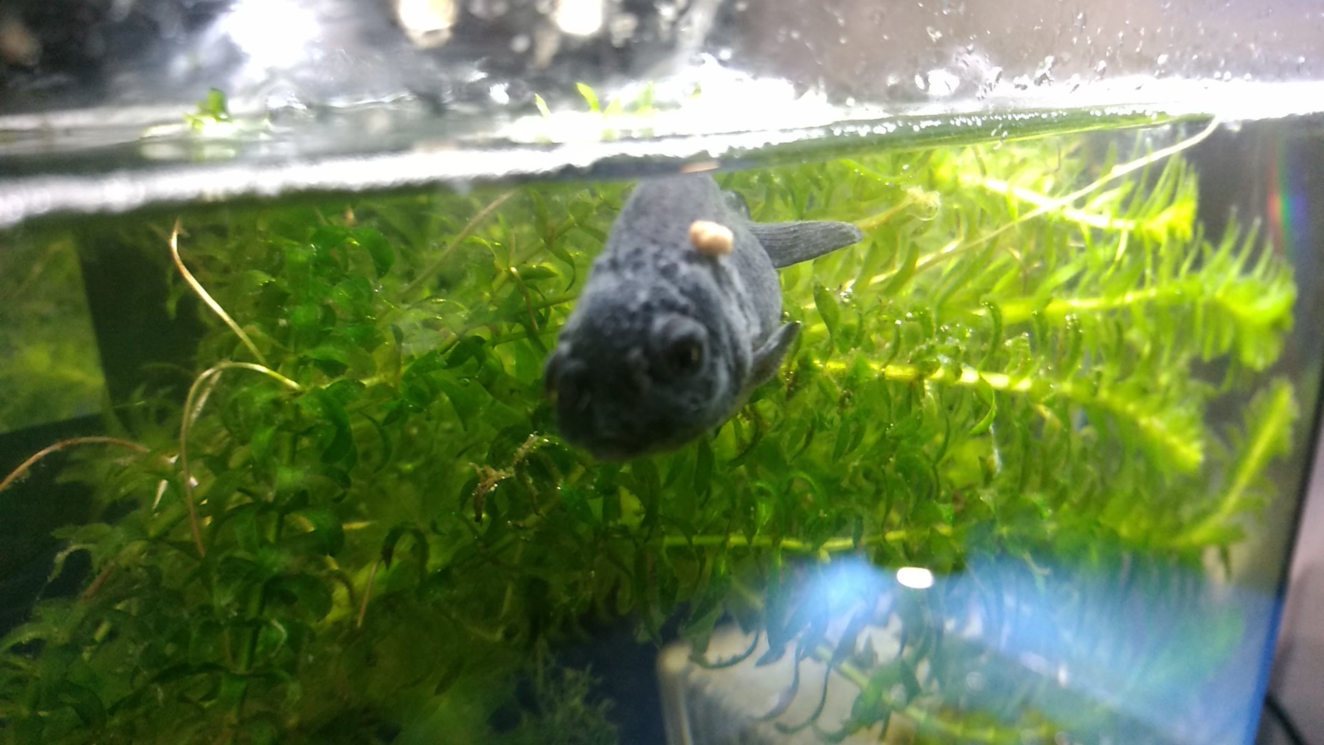 Otohime お弁当付けて 何処行くの 黒らんちゅう らんちゅう らんちゅう飼育 金魚飼育 金魚広め隊 T Co 5my3eunneh Twitter