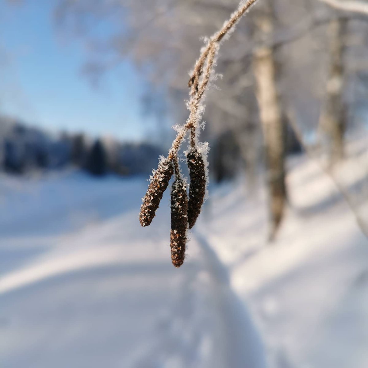 mertsi_hoo's tweet photo. Päivemmältä lenkkikuvia. Oli kaunis ja aurinkoinen pakkaspäivä. #lenkillä #talavi #pakkasta #muhos https://t.co/jYJ5av3PRx
