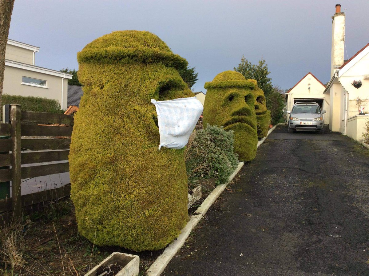 shinnay1's tweet photo. @GMB @susannareid100 @piersmorgan Even trees wear their masks on the Isle of Man https://t.co/XngI8UaepS