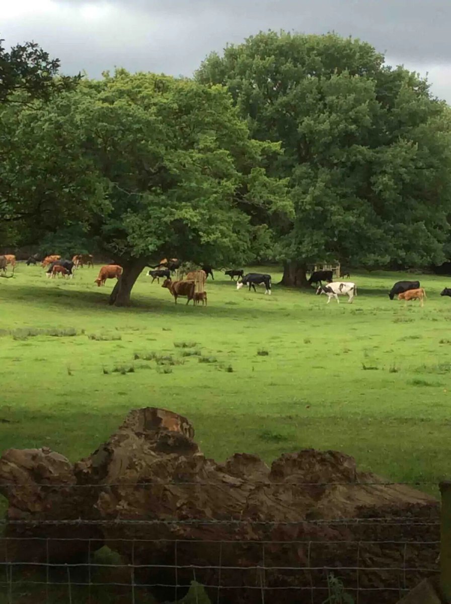 Stay in a treehouse with the kids this summer 🌱 

On a working Shropshire farm, get away from itall! 7nts in July £737 👉 familybreakfinder.co.uk/new-deals/

Outstanding reviews - 4.97 out of 5. Rare find!

🌳 27 Beautiful Treehouses 👉 familybreakfinder.co.uk/best-treehouse…