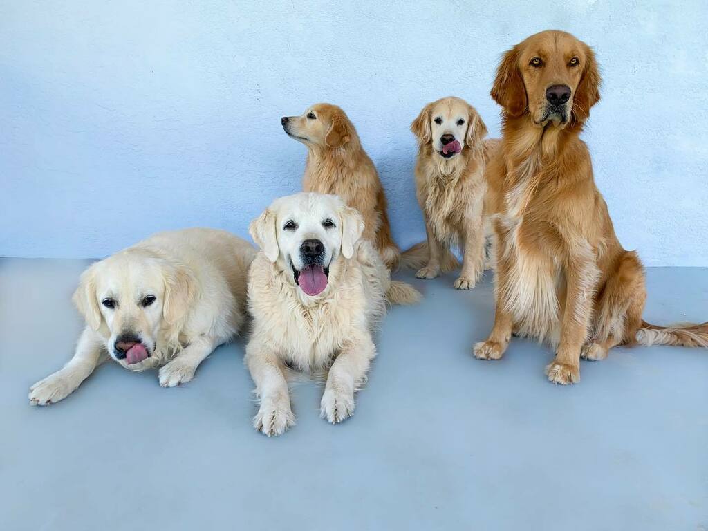 Happy National Golden Retriever Day from the squad! 
💛💛💛💛💛