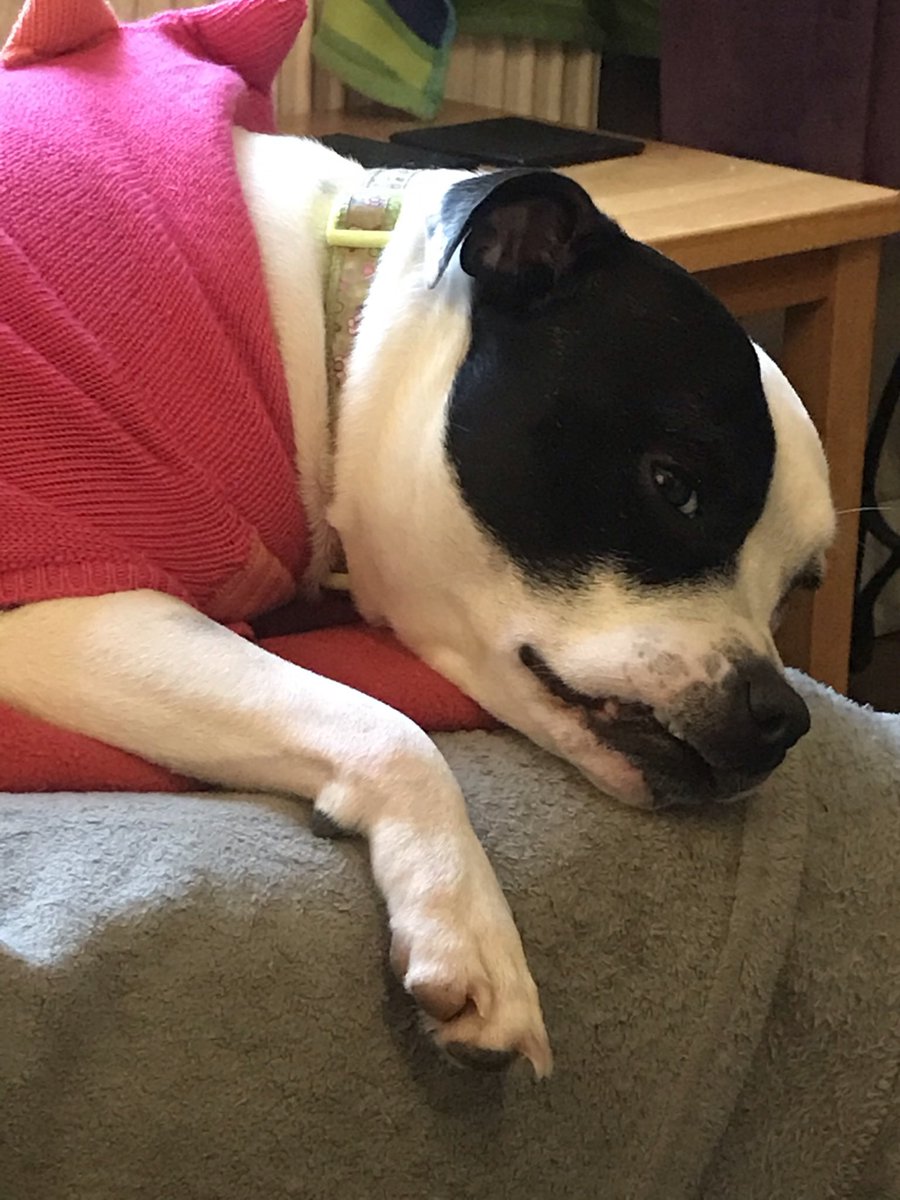 MooStaffie's tweet photo. Hey pals, itโs #TeefsTuesday again! This week with added foldy lip ๐
It has been a good day, I got a delayed birthday present from my lovely sister @StaffieStitch - isnโt it a pawsome picture?! Well worth waiting for ๐ฅฐ Thank you so much sis, I love it! ๐๐ผ#DogsOfTwitter https://t.co/ayzB4q15DP