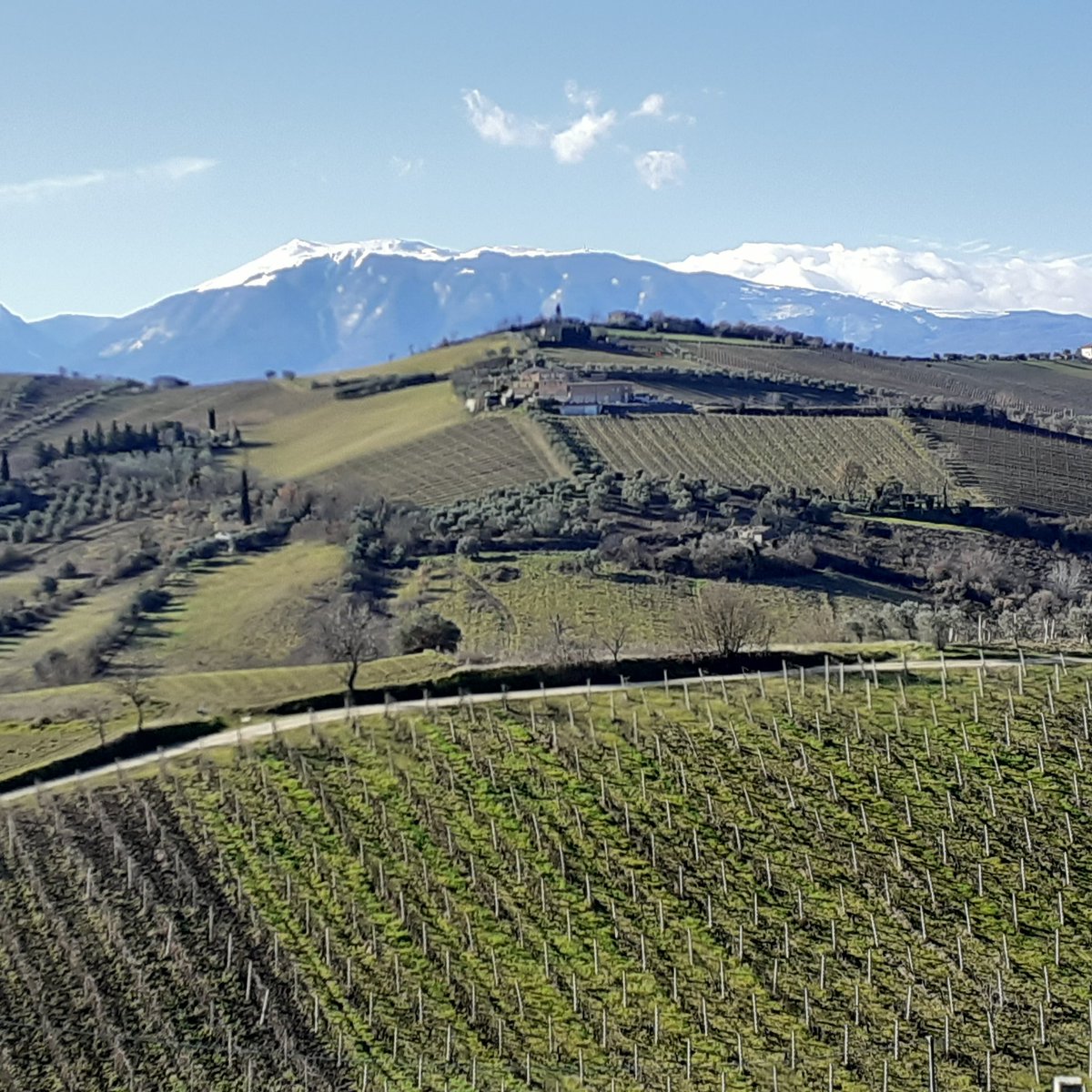 alexinweb's tweet photo. Bello il mio ufficio! 😊
#vinyard #paesaggio #landscape https://t.co/TKdO9FQzhm