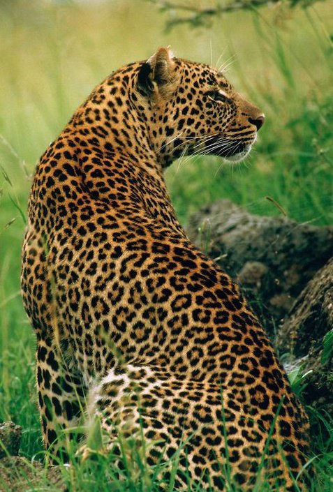 Selena Gomez as animals, a thread