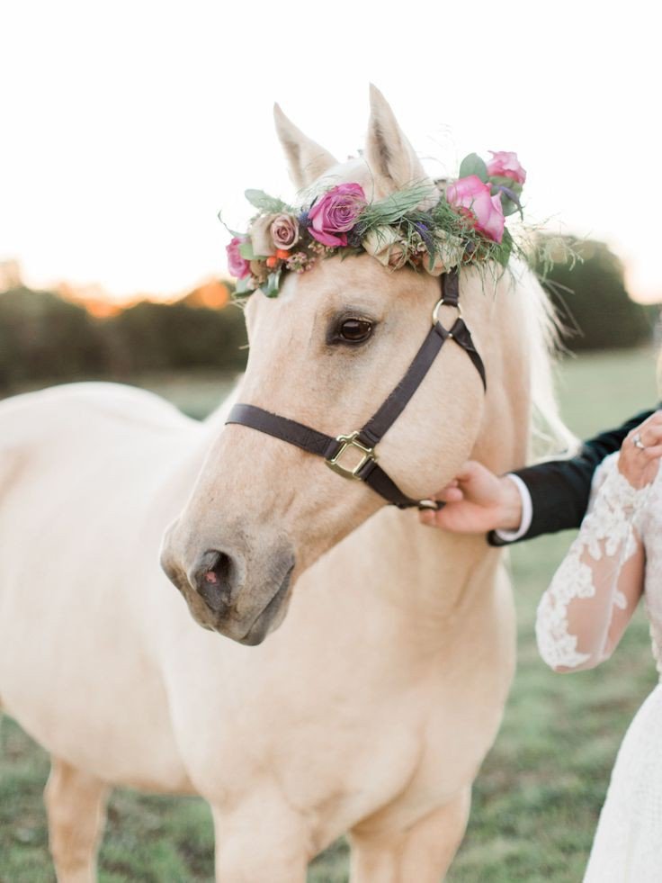 Selena Gomez as animals, a thread