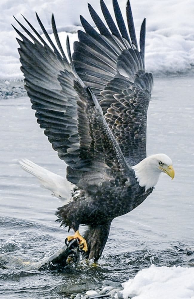 Selena Gomez as animals, a thread