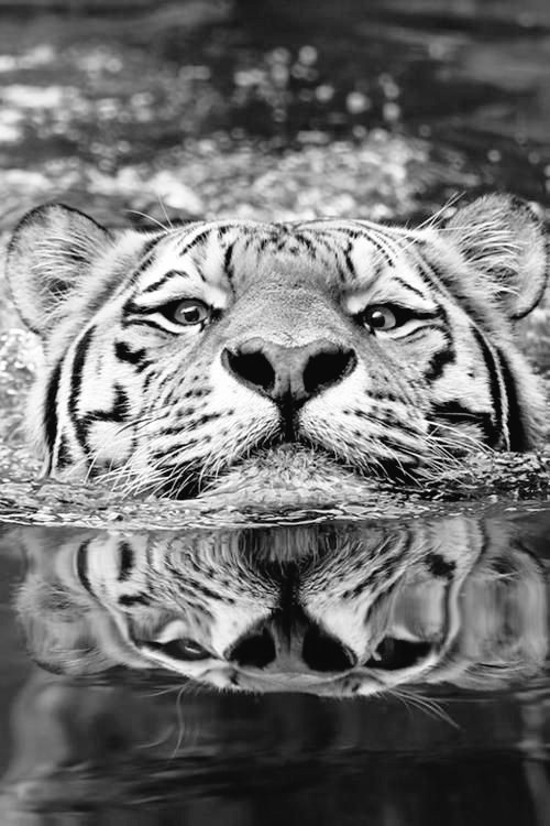 Selena Gomez as animals, a thread