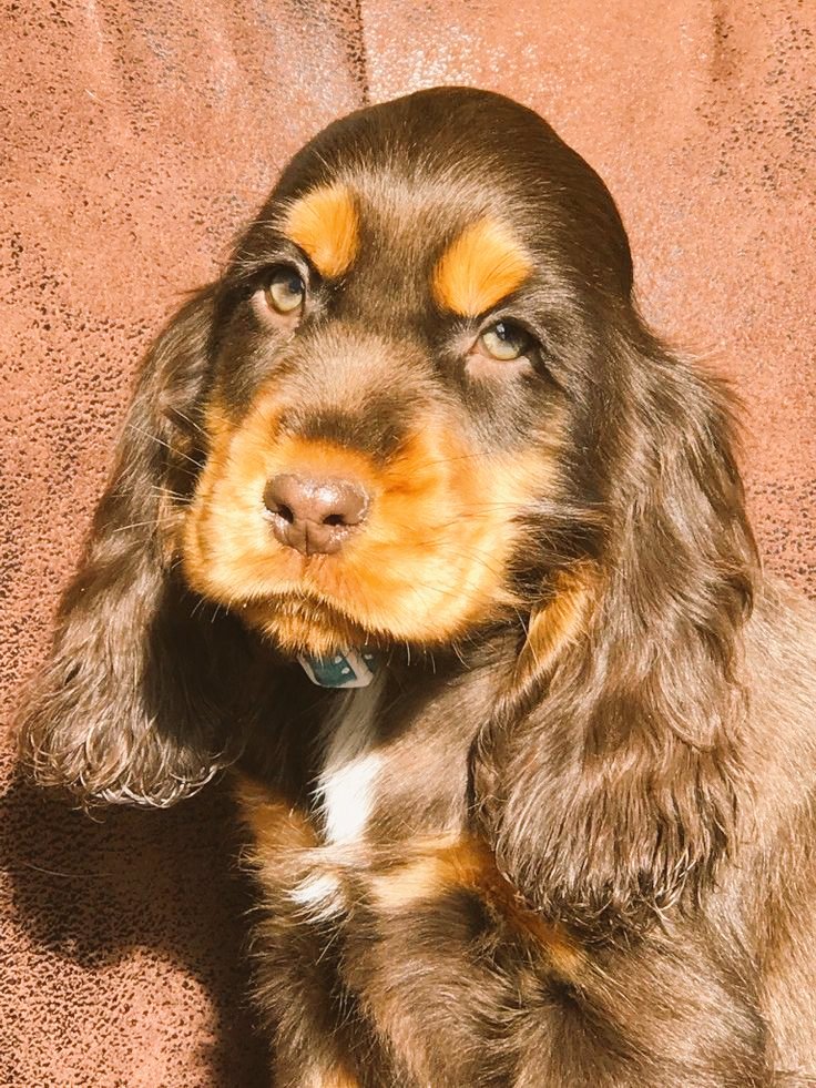 Selena Gomez as animals, a thread