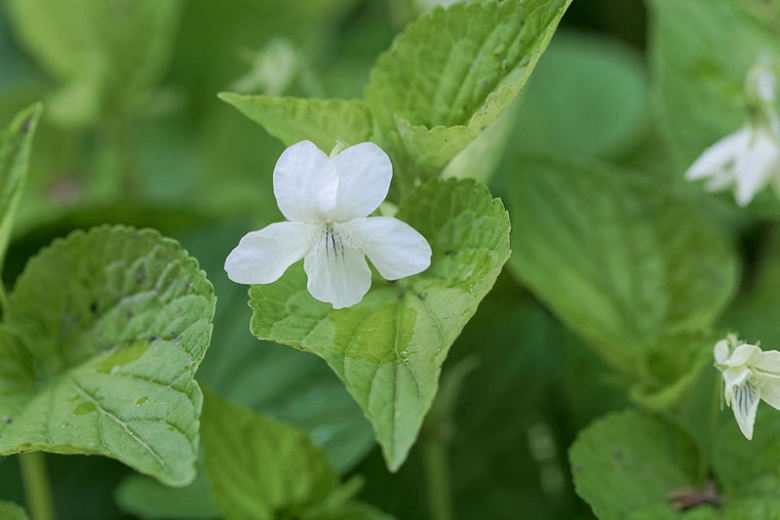 Known for its purple & blue shades, it also is white & yellow, so it was a symbol of Trinity. In ancient Rome were funereal flowers, especially for those who died from air-borne illness. This practice may be because Persephone was picking violets when Hades abducted her.