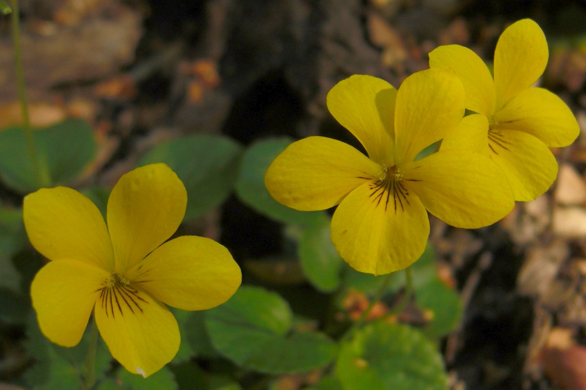 Known for its purple & blue shades, it also is white & yellow, so it was a symbol of Trinity. In ancient Rome were funereal flowers, especially for those who died from air-borne illness. This practice may be because Persephone was picking violets when Hades abducted her.