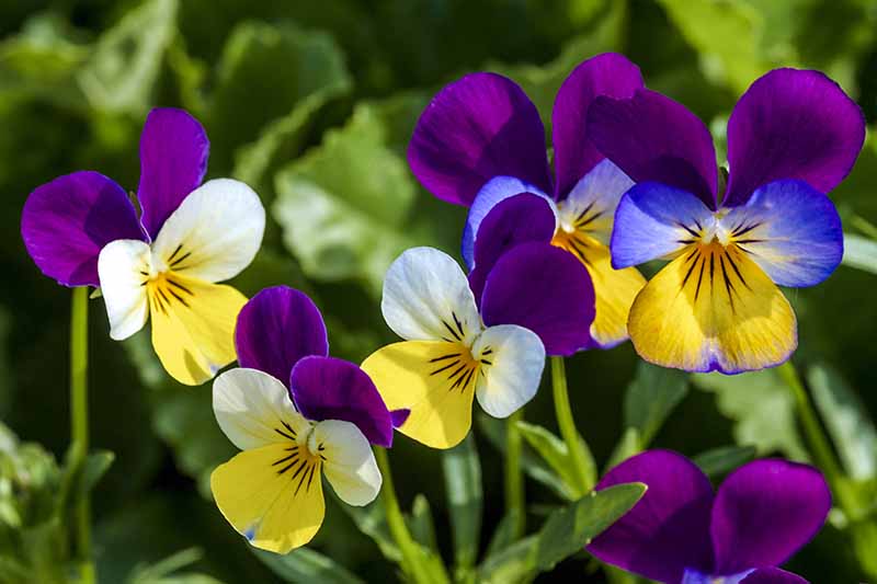 Pansies are popular hybrids of violets. They are also a symbol of fertility & love & were used in love potions. It is associated with Virgin Mary in Renaissance paintings. So the flower communicates innocence, love, modesty, spiritual wisdom, mysticism and remembrance.