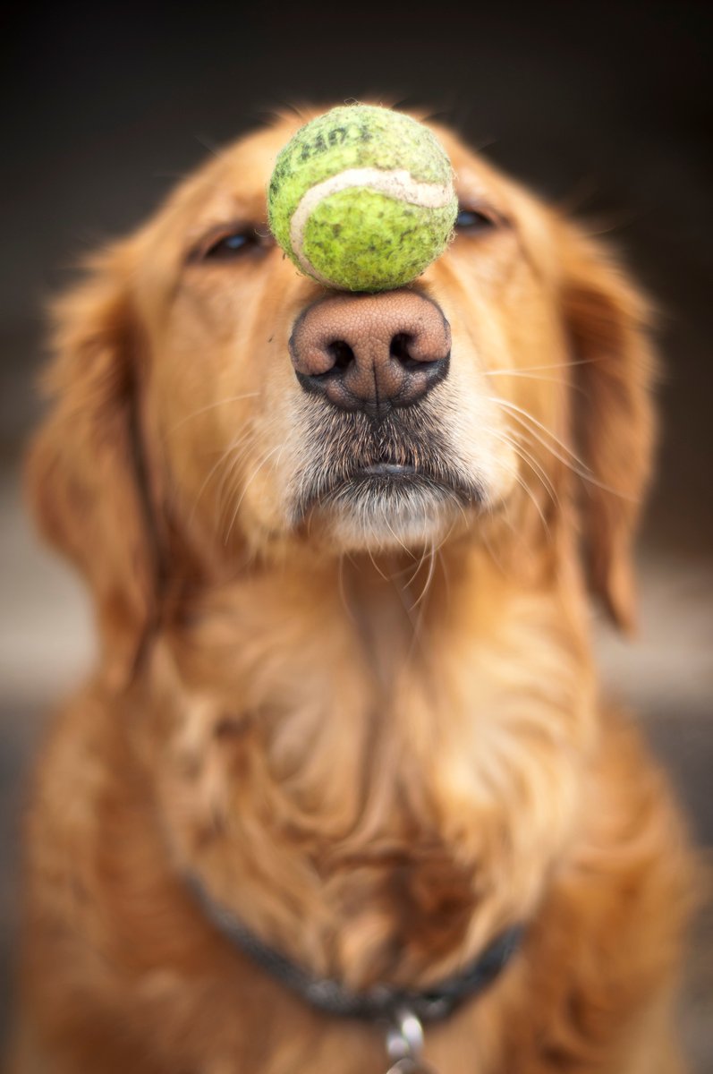 AssisiLoop's tweet photo. Happy National Golden Retriever Day! Did you know that, just last year, a pup named Finley Molloy created a new world record after he managed to hold SIX tennis balls in his mouth!? Click to see! 🤣⁠ https://t.co/xwf4vrpiW6 #nationalgoldenretrieverday https://t.co/HNm7yqIjwi