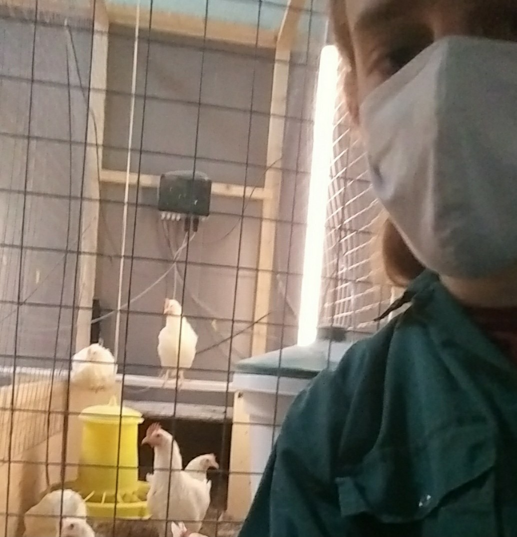 JaryWeerheijm's tweet photo. The chicks grew up so fast! Hopefully the retirees will enjoy their new homes! #chickenstress #PPILOW #chickenwelfare https://t.co/qurzQ2PVuy