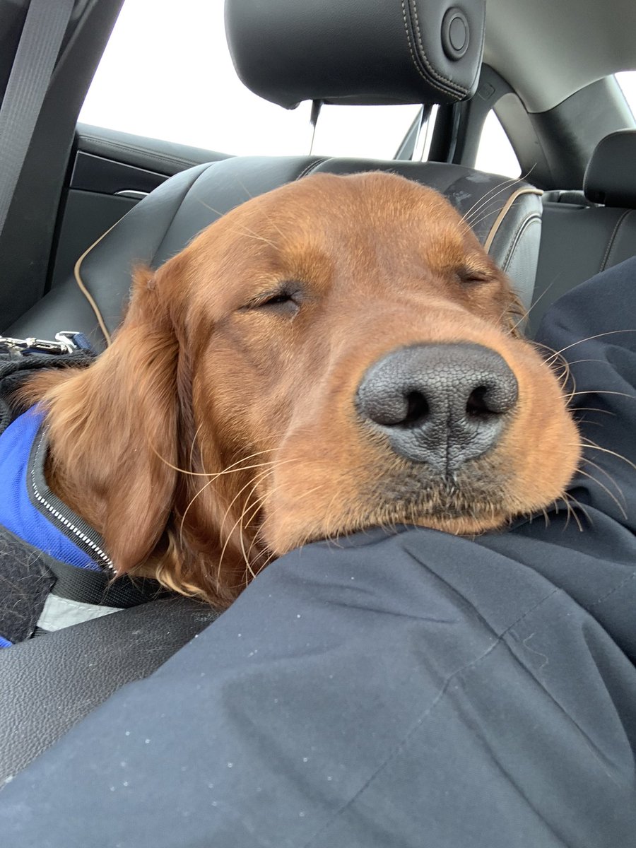 Me: It’s National Golden retriever day, Cooper! Cooper: 🙄😴