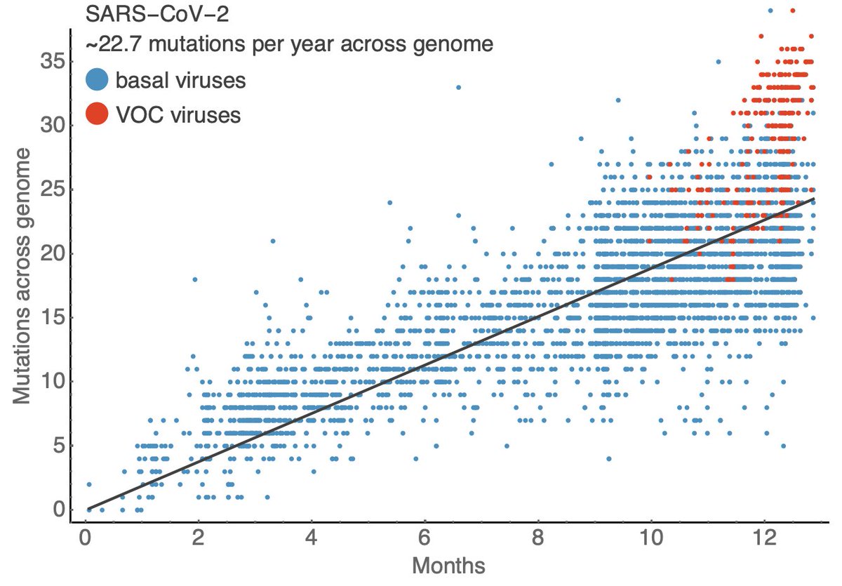 Here I use data from  @nextstrain and  @gisaid to compare sampling date to the number of mutations across the SARS-CoV-2 genome relative to initial genomes from Wuhan. This shows a steady accumulation of mutations through time with the average virus now bearing ~24 mutations. 3/18