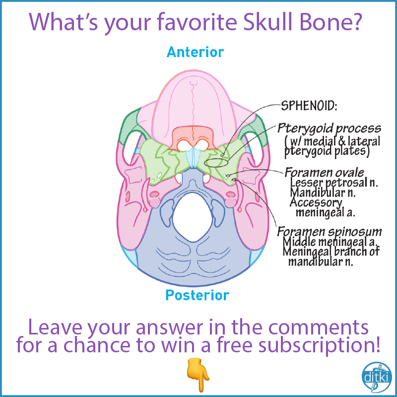 Anterior Skull  ditki medical and biological sciences