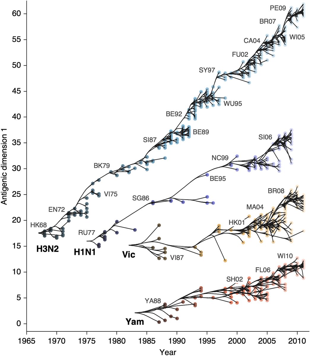 These rates of HA amino acid substitutions mirror experimentally determined rates of antigenic evolution. This is a figure from a 2014 paper by myself,  @arambaut and others ( https://bedford.io/papers/bedford-flux/) showing faster antigenic drift in H3N2 than H1N1 than B/Vic and B/Yam. 12/18