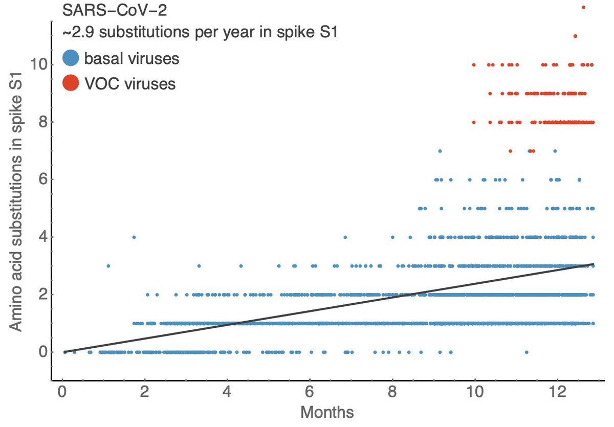 This is a plot comparing sampling date to the number of amino acid changes in spike S1 subunit. Here we see a striking pattern where variant of concern (VOC) viruses show significantly more amino acid changes in spike S1 than other circulating viruses. 6/18