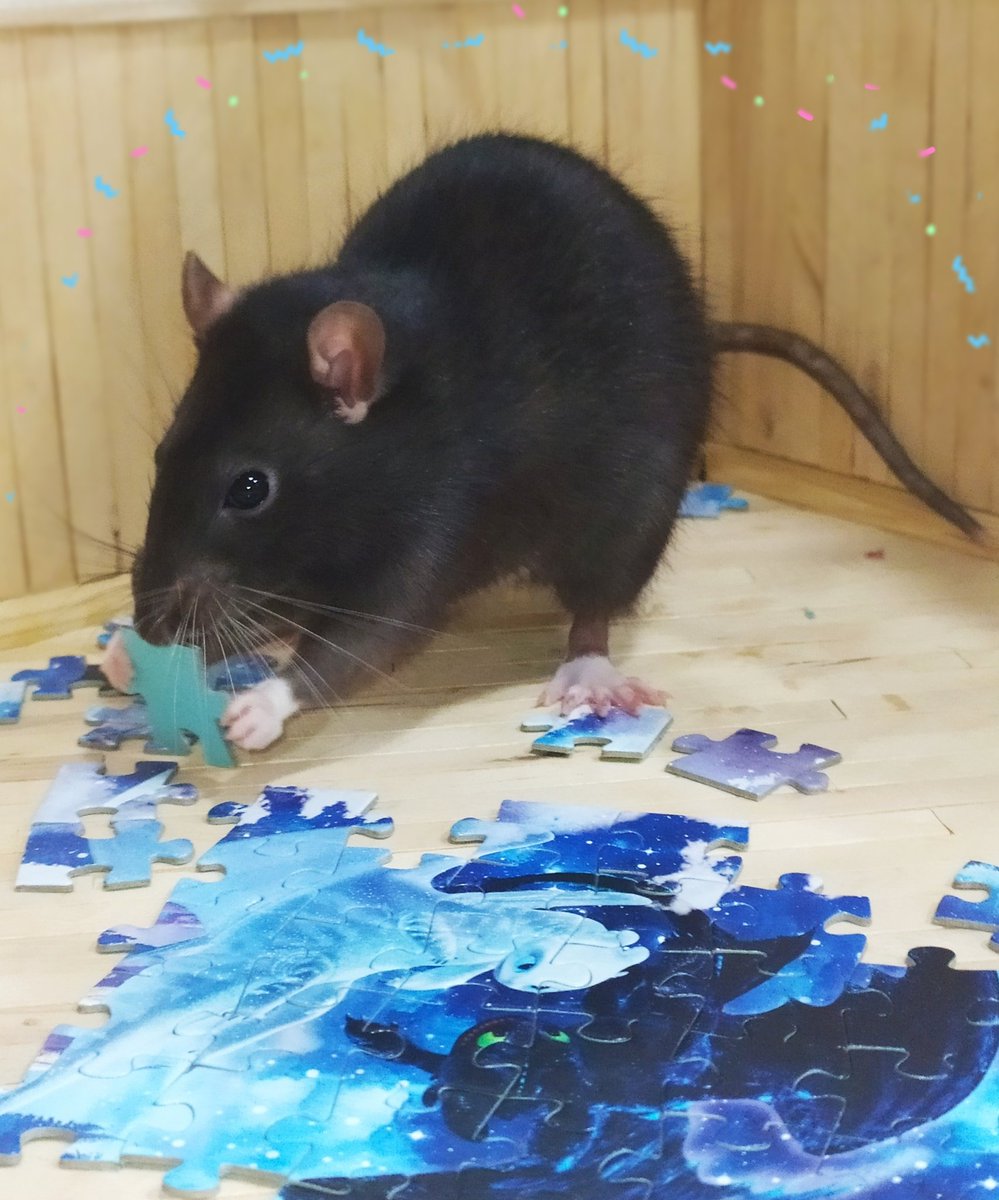 rat_manechka's tweet photo. I'm almost done with the puzzle☺️🧩✨ https://t.co/Pl2c7Ai6tt