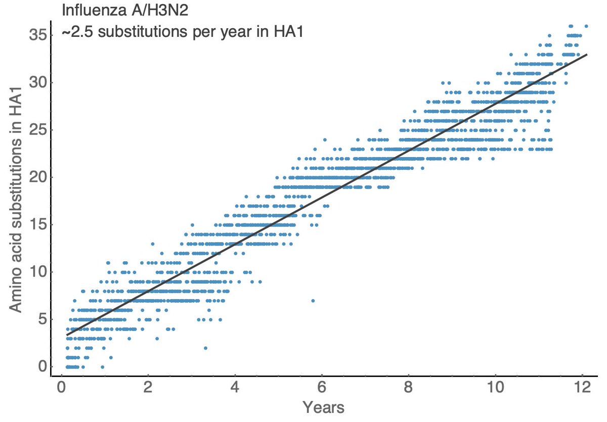 For the fastest evolving seasonal influenza virus A/H3N2 we see a steady accumulation of ~2.5 amino acid substitutions per year over the past 12 years, which is slightly slower than what we're seeing now in SARS-CoV-2. 10/18