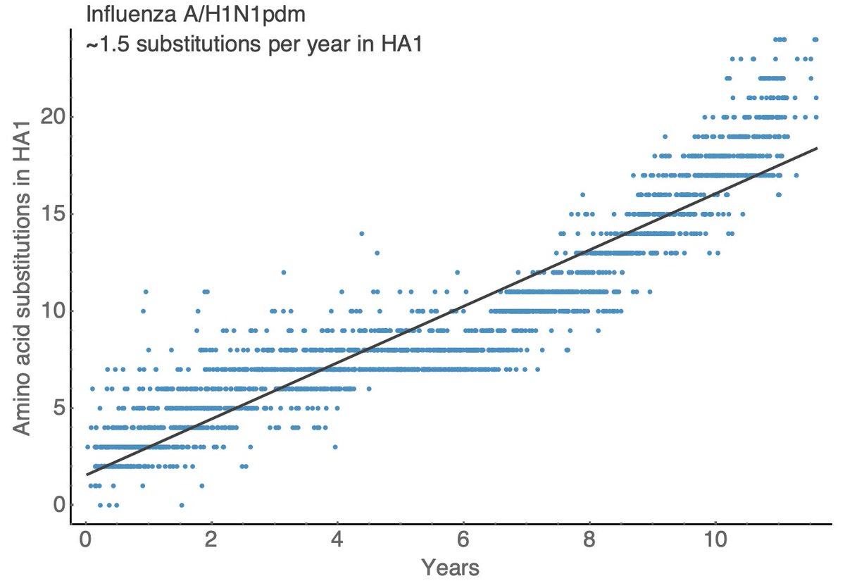 Other seasonal influenza viruses evolve more slowly with A/H1N1pdm showing ~1.5 substitutions per year in HA1, B/Vic showing ~0.5 substitutions per year in HA1 and B/Yam showing ~0.7 substitutions per year in HA1. 11/18