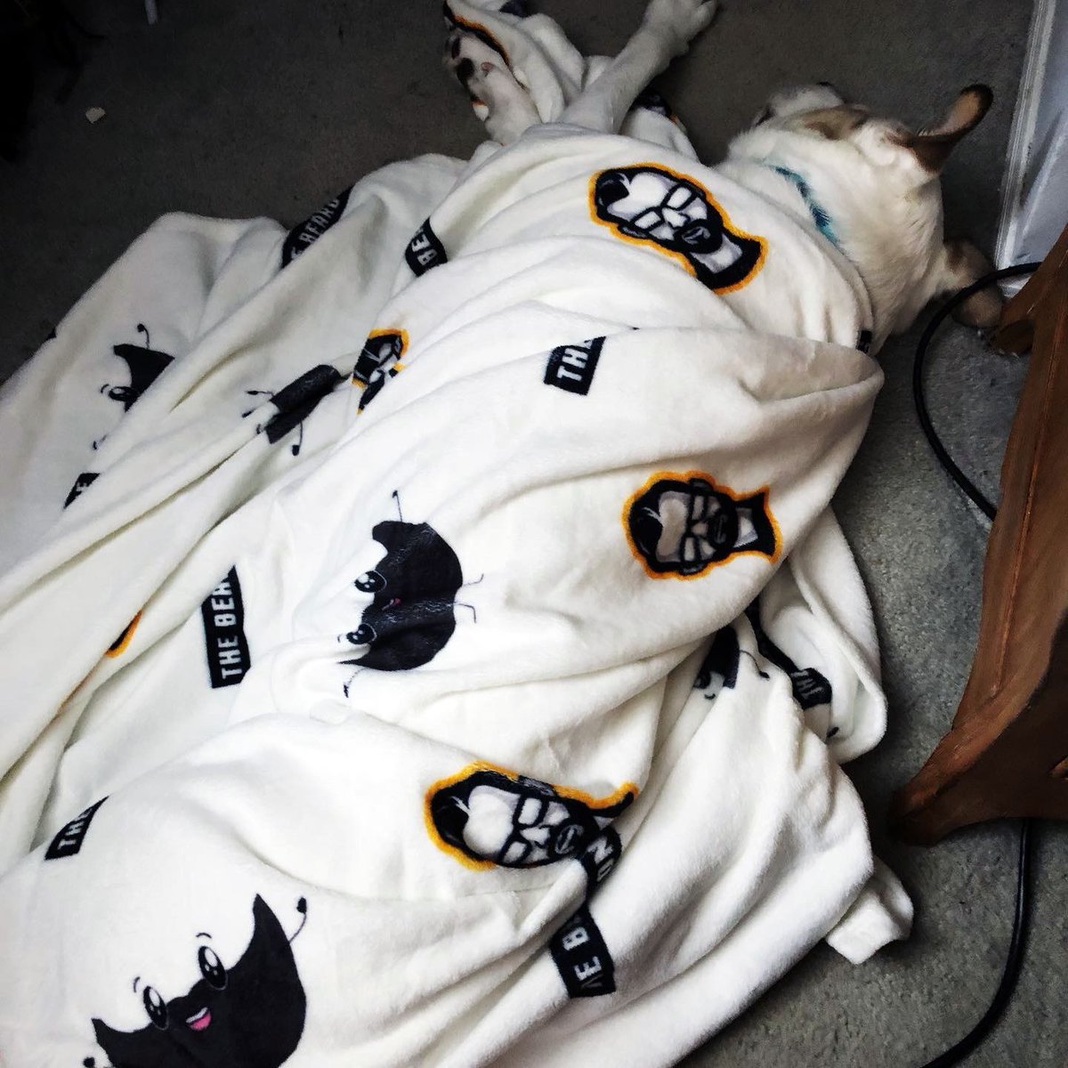 TheBeardZone's tweet photo. Look how popular our CXC pattern fleece blanket is! @storiofmylife and her furry baby Luca have been using it for emotional comfort during the pandemic. WE STAN.

🧔 https://t.co/Qkb9lDeKMa 🧔

#SupportSmallStreamers #thebeardzone #doggo https://t.co/Zw3FVEe1qz