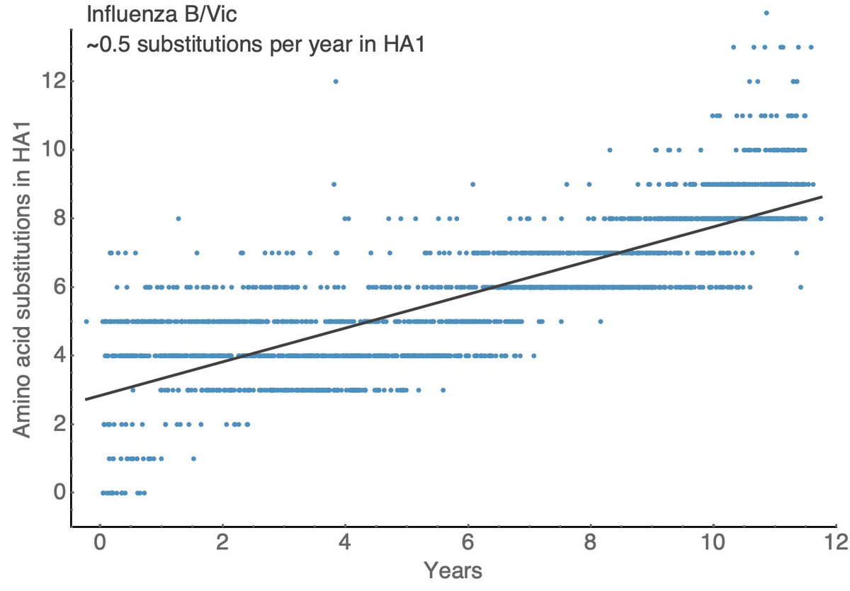 Other seasonal influenza viruses evolve more slowly with A/H1N1pdm showing ~1.5 substitutions per year in HA1, B/Vic showing ~0.5 substitutions per year in HA1 and B/Yam showing ~0.7 substitutions per year in HA1. 11/18