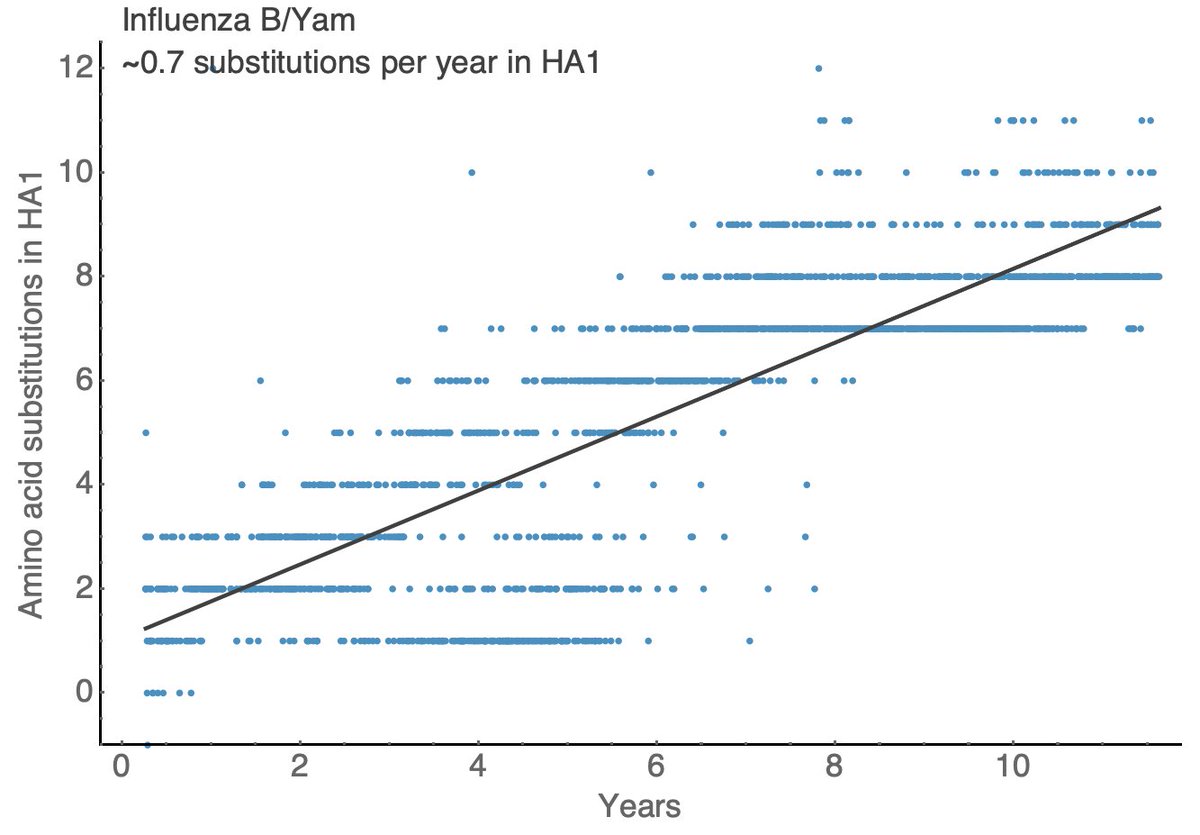 Other seasonal influenza viruses evolve more slowly with A/H1N1pdm showing ~1.5 substitutions per year in HA1, B/Vic showing ~0.5 substitutions per year in HA1 and B/Yam showing ~0.7 substitutions per year in HA1. 11/18