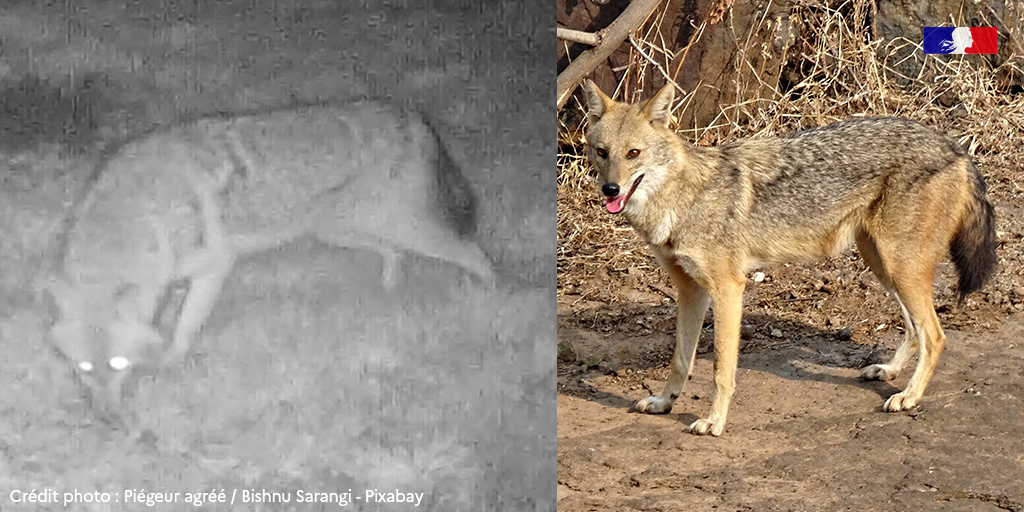 OFBiodiversite's tweet photo. 🐺 Un chacal doré (Canis aureus) observé en Deux-Sèvres

En 2017, une première observation avait été faite en France dans les Alpes du Nord. Cette espèce n'est ni chassable ni piégeable. 

👉 + d'infos : https://t.co/f1he8t9Wsq

#biodiversité #nature #environnement https://t.co/UPmzte4q9F