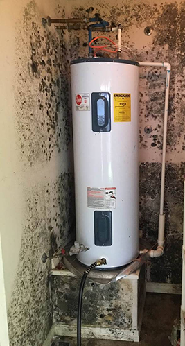 With the high humidity on the Gulf Coast we are no stranger to mold but sometimes the mold can get out of control. If this happens to you give our IICRC certified mold removal specialists a call. 800-GET-ROTO buff.ly/3lSpsFV