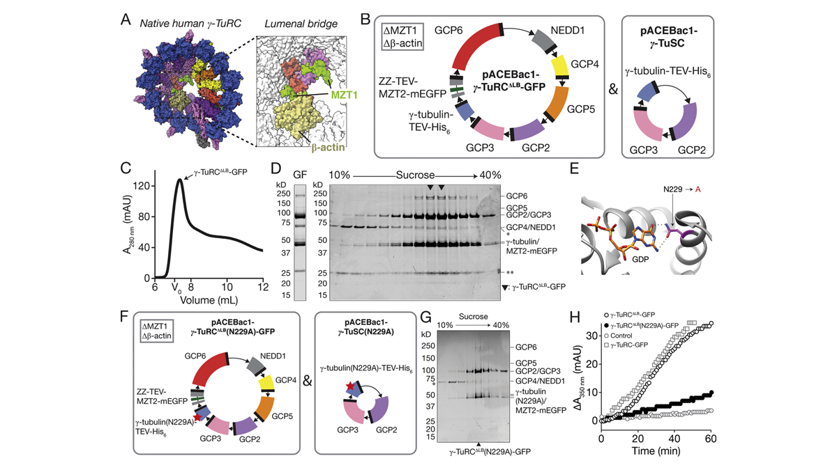 Journal of Cell Biology (@jcellbiol) on Twitter photo Biochemical reconstitutions reveal principles of human gamma-tubulin ring complex (γ-TuRC) assembly and function. A report from Wieczorek (<a href="/MikeVVieczorek/">Michal Wieczorek</a>), Tarun M. Kapoor <a href="/RockefellerUniv/">Rockefeller University</a> and colleagues: bit.ly/3a4hFRb
#Biochemistry #Cytoskeleton #StructuralBiology Biochemical reconstitutions reveal principles of human gamma-tubulin ring complex (γ-TuRC) assembly and function. A report from Wieczorek (<a href="/MikeVVieczorek/">Michal Wieczorek</a>), Tarun M. Kapoor <a href="/RockefellerUniv/">Rockefeller University</a> and colleagues: bit.ly/3a4hFRb
#Biochemistry #Cytoskeleton #StructuralBiology