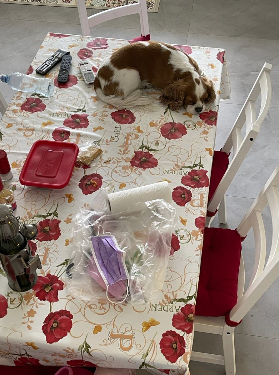 Pet pic <a href="/edie/">edie</a>⁩ #edieawards21 #susleaders this is my dog earlier today. We only have about six dog beds!