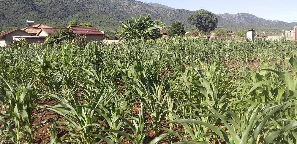CASsummit2021's tweet photo. In a series of articles by our Youth Newsroom reporters, Tshegofatso Matlou @tshegothevoice from South Africa returns to the village where she was raised by her grandparents and worries about food security #AdaptationReporter
👇
https://t.co/dPogcRtKcK https://t.co/KvwHW8lPN7