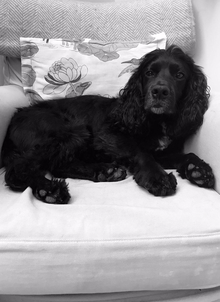 Rule 1Puffin is not allowed to sit in Dad’s chair.