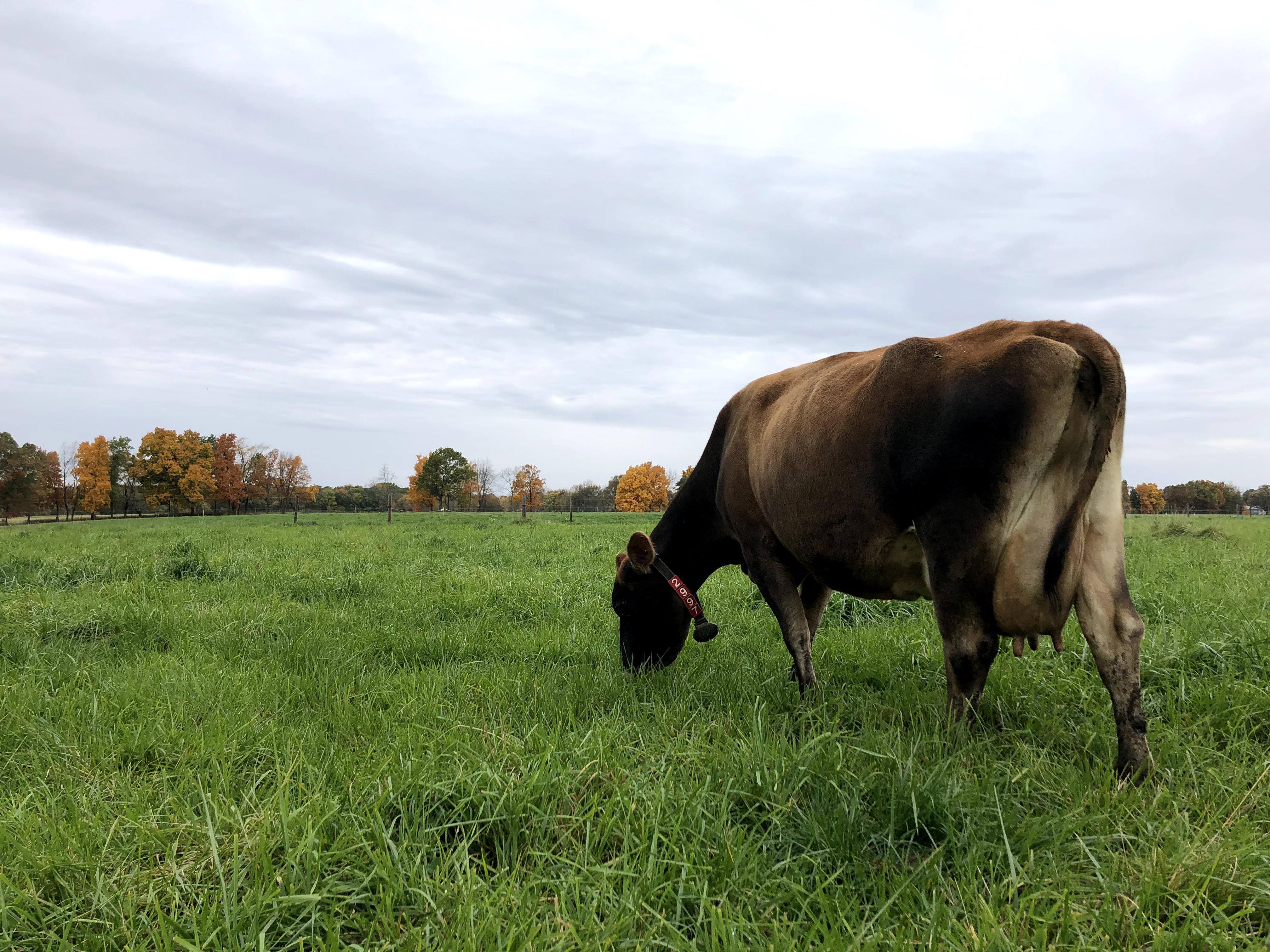 MSU Kellogg Farm (@msu_kelloggfarm) / Twitter