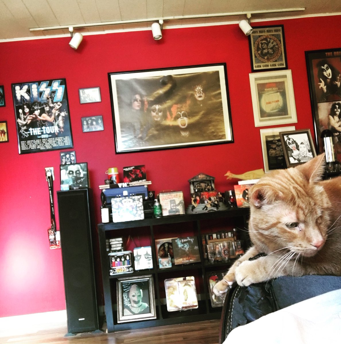 BuggleJ's tweet photo. 🐈I have a visitor ... #OneEye #OneFang #Rescue 🐈 https://t.co/oK2fs8tqRi