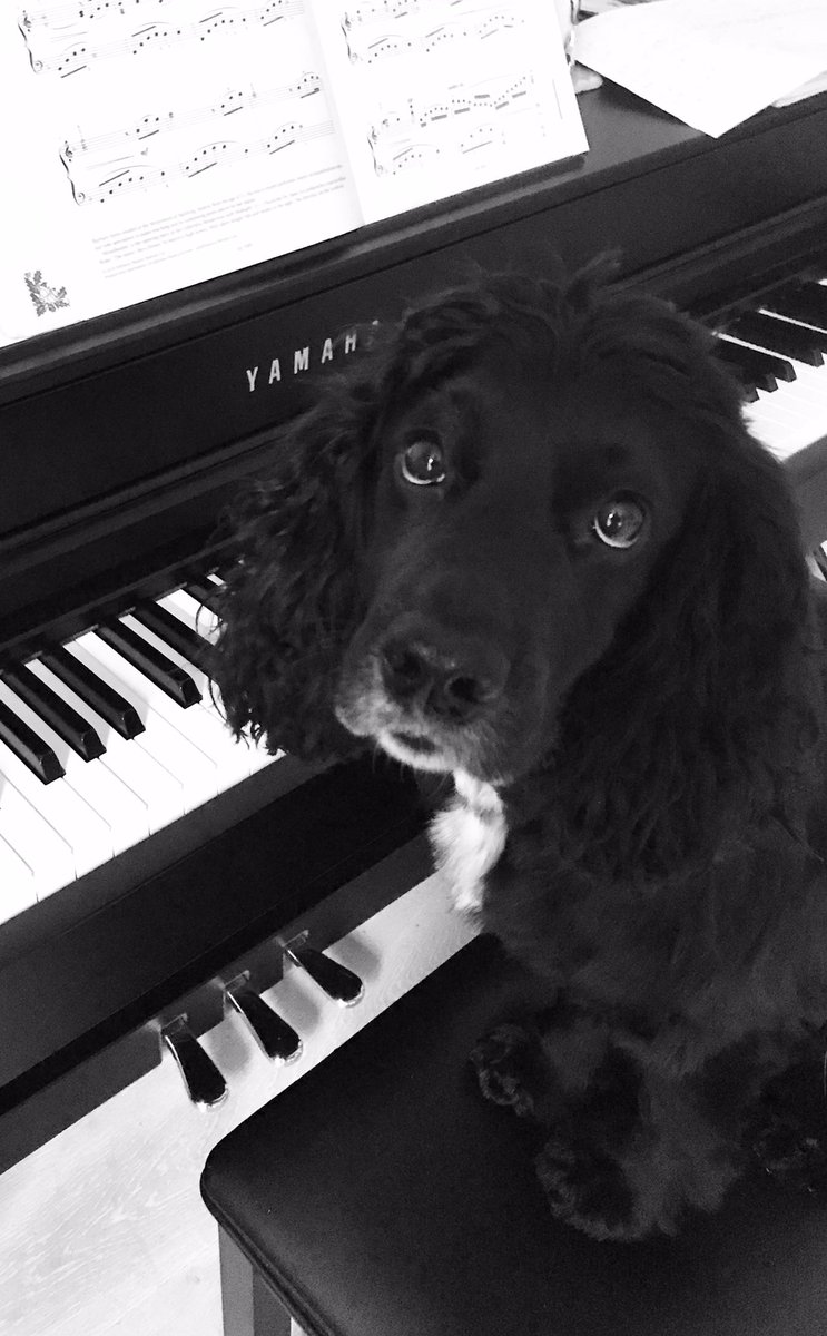 Rule 5Puffin is not allowed to play the piano.