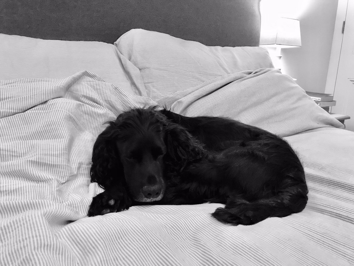 Rule 8Puffin is not allowed on the bed.